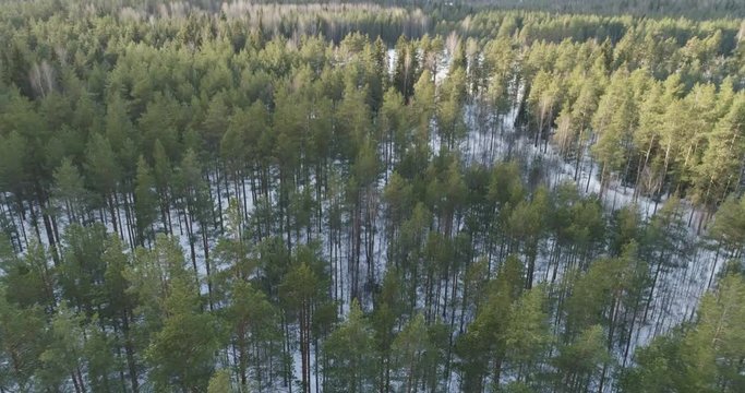 Aerial forward flight with tilting down over winter pine forest in daylight, 4k drone footage