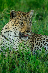 African leopard portrait with summer background, Sabi Sand Game Reserve, South Africa