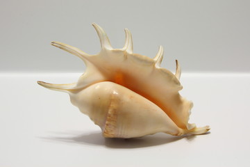 Seashell Lambis isolated on white