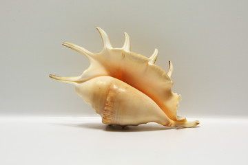 Seashell Lambis isolated on white
