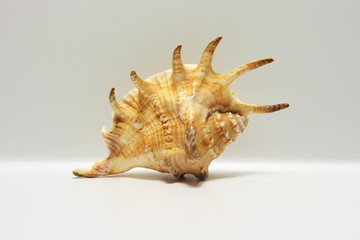 Seashell Lambis isolated on white