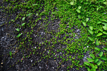 Various of fern leaves on stone background