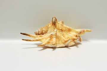 Seashell Lambis isolated on white