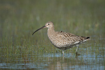 eurasian curlew wading