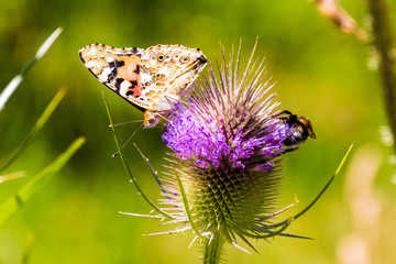 Schmetterling und Biene