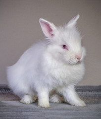 white rabbit sitting on wooden surface