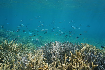 Healthy coral reef underwater with a shoal of fish (damselfish, chromis and sergeant) over staghorn corals, south Pacific ocean, New Caledonia
