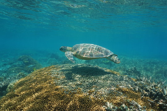 A green sea turtle with coral under the sea, south Pacific ocean, New Caledonia
