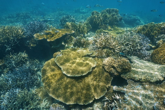 Coral reef underwater in shallow water of the lagoon of Grande Terre island, south Pacific ocean, New Caledonia
