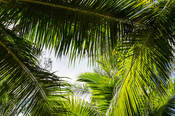 Coconut trees blocking the sunlight