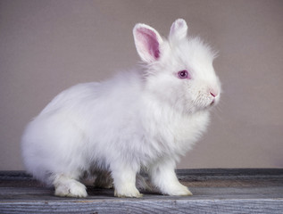 Cute little white rabbit standing on wooden surface
