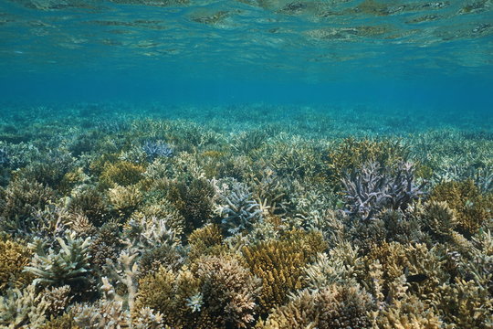 Underwater seascape, shallow seabed covered by branching corals in good condition, south Pacific ocean, New Caledonia
