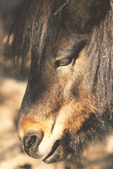 pony head closeup