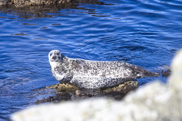 Common or Harbour Seal, (Phoca vitulina) basking on a rock, Shetland, Scotland, UK.