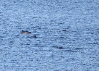 Fototapeta premium A pod of Harbour Porpoise (Phocoena phocoena) off Shetland, Scotland, UK.