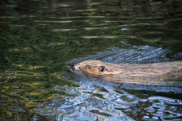 floating beaver in focus