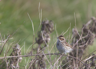 Little Bunting (Emberiza pusilla), perched on a dead stem, Shetland, Scotland, UK.