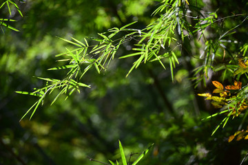 fresh green natural light background
