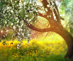 Obrazy na Szkle  kwitnąca jabłoń wiosną na zewnątrz na tle przyrody w słońcu. Kwitnący ogród wiosną w słońcu.