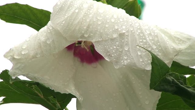 Eine wei&szlig;e Hibiskusbl&uuml;te voll mit Wassertropfen (Gro&szlig;aufnahme)