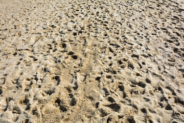 Footprints in the sand on the beach