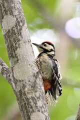 アカゲラの幼鳥