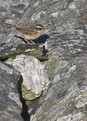 Siberian Accentor (Prunella montanella), the first British record of this species, Shetland, Scotland, UK.