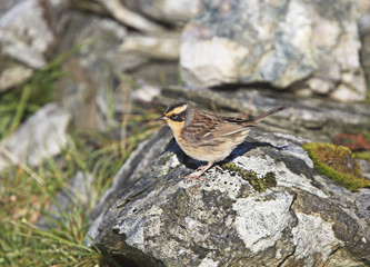 Siberian Accentor (Prunella montanella), the first British record of this species, Shetland, Scotland, UK.