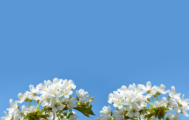 Spring blossoming cherry tree closeup on blue sky background.