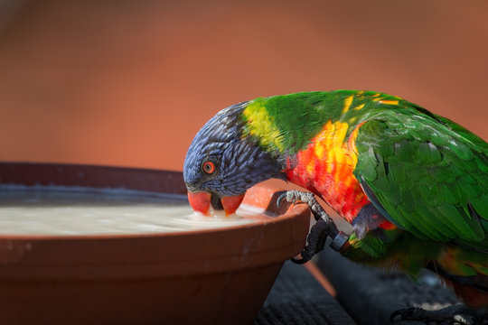 Loriquet de Swainson