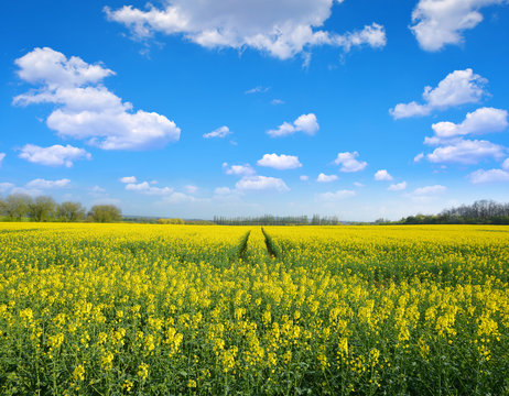 Yellow rapeseed flower field and blue sky with clouds, spring landscape. 