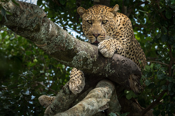 Fototapeta na wymiar Wild Leopard intensive look