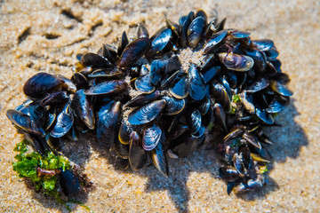 Mussel on a sandy beach. Background. Close-up.