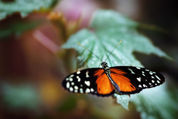 hübscher bunter Schmetterling - Falter