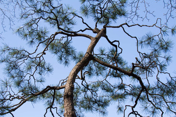 pine tree
