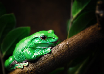 Grüner Frosch auf Baumstamm