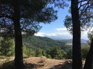Forest and mountains landscape