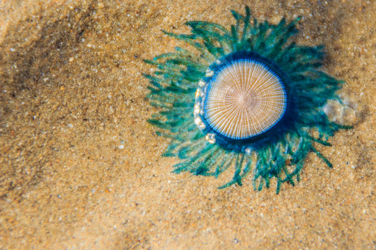 Close up Blue Button Jellyfish (porpita porpita) on the beach wh