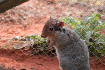 Rat-Kangourou à nez court