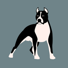 american staffordshire terrier vector illustration style Flat