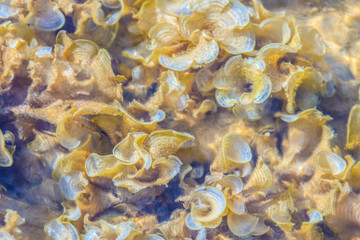 Padina australis Hauck or Padina pavonica brown algae in the sha