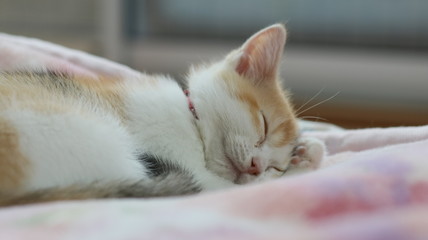 すやすや眠る子猫