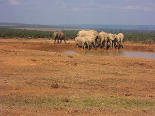 Group elephants at the water pool