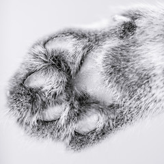 Fragment of a cat's paw