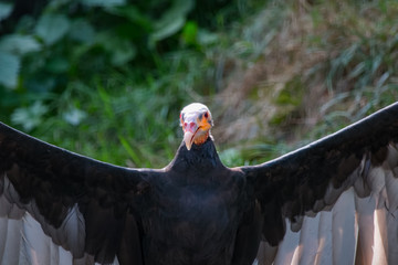 Urubu à tête rouge