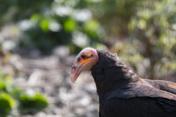 Urubu à tête rouge