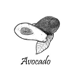 Detailed hand drawn black vector illustration of avocado isolated on white