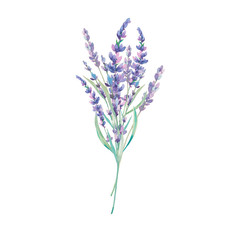Watercolor lavender bouquet illustration. Hand drawn field flowers isolated on white background. Floral artwork