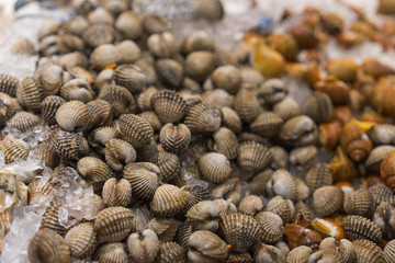 Fresh cockles on ice at market (Selective Focs)
