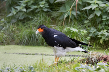 Caracara montagnard